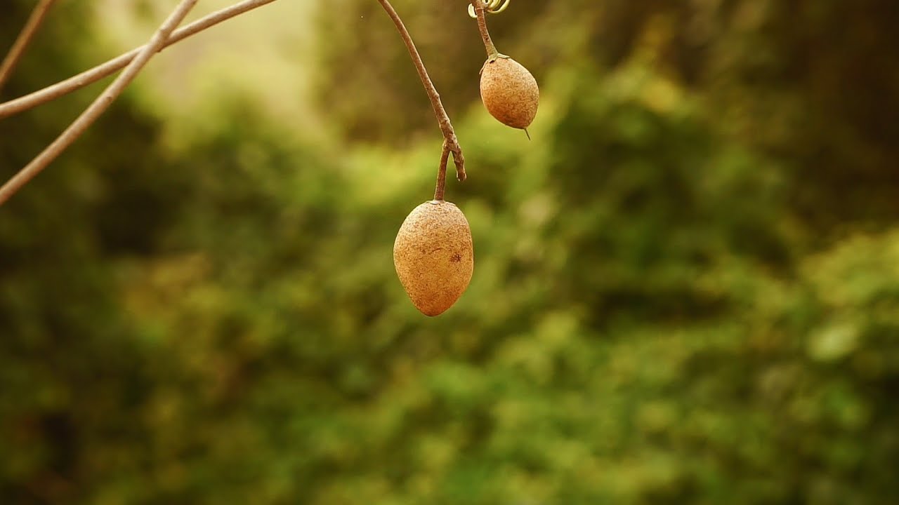 Sony A6700 Cinematic Video | Sigma 56mm 1.4 | Nature Video | 4K