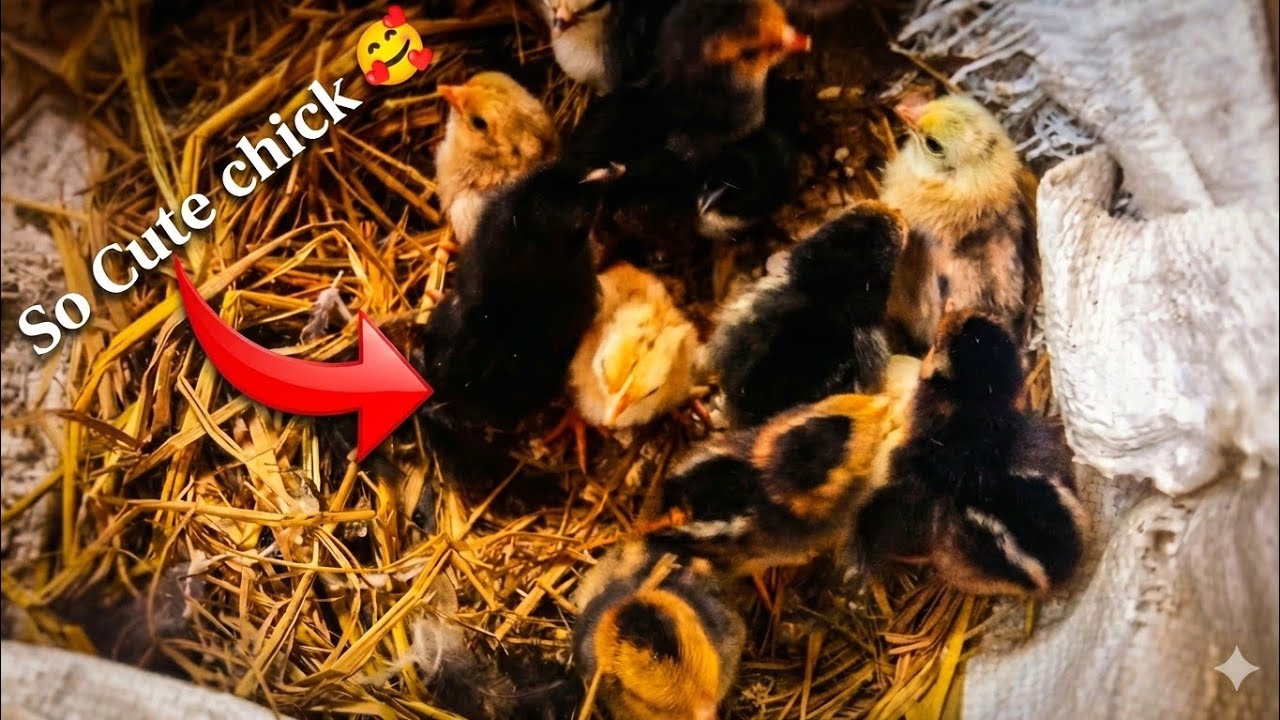 New Chick Hatched 🐣 | Cleaning My Ducks & Chickens House | Fuad & Pets