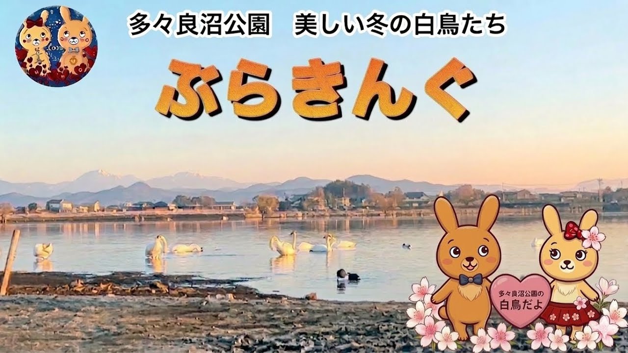 【群馬・館林】多々良沼公園の白鳥たち～美しい冬の絶景～