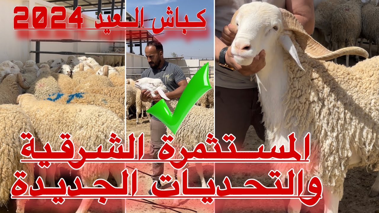 دفعة كباش الصرندي والرانبي .جديدة للبيع على الهواء الطلق الإخوة طاهري المشتثمرة العصرية شرق الجزائر