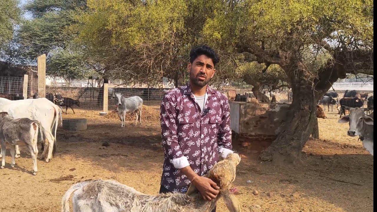 सुल्ताना अहिर गांव कि गौशाला जिसे गांव के युवाओं ने मिलकर चलाया ना कोई ट्रस्ट ना कोई चन्दा 