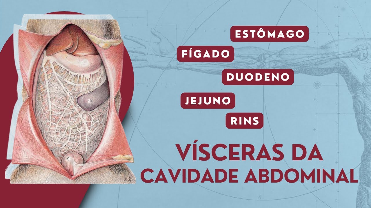 V&iacute;sceras da Cavidade Abdominal | C&atilde;o e Gato | Anatomia Animal | Anatomia Veterin&aacute;ria
