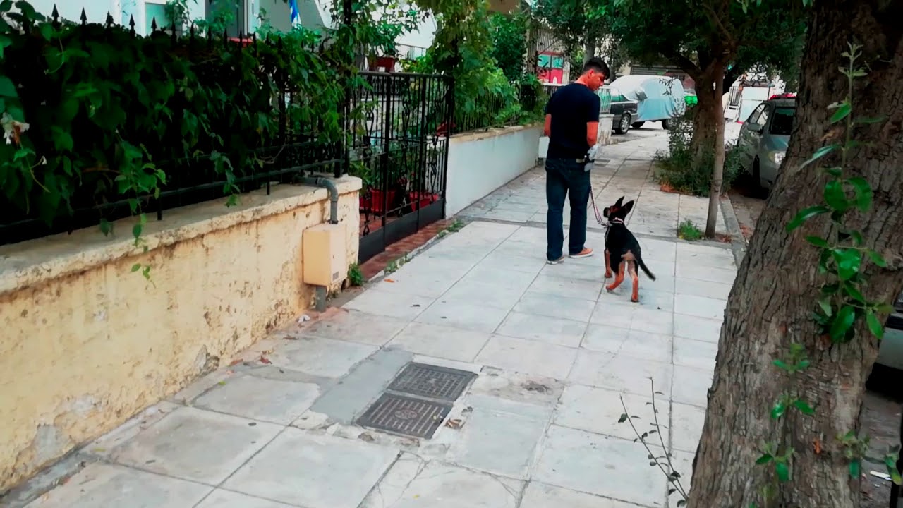 Θετική Εκπαίδευση Γερμανικού Ποιμενικού