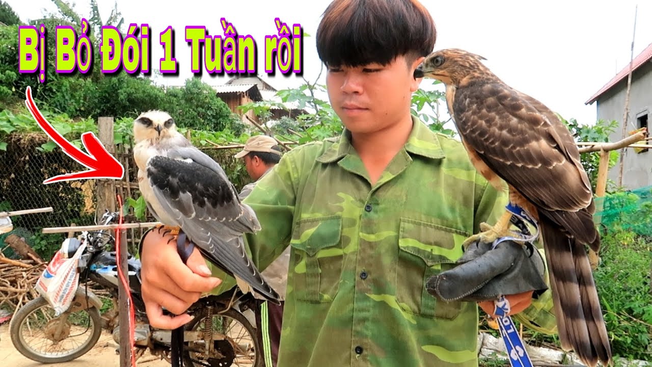 Cứu Bảo Tồn Diều Trắng Bị Dính Bẫy ... | Dân Tộc Tây Bắc Tv