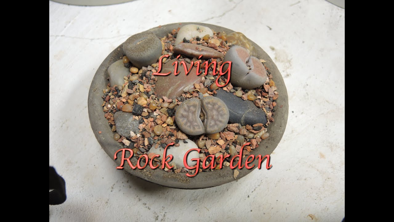 Making a Lithops Rock Garden
