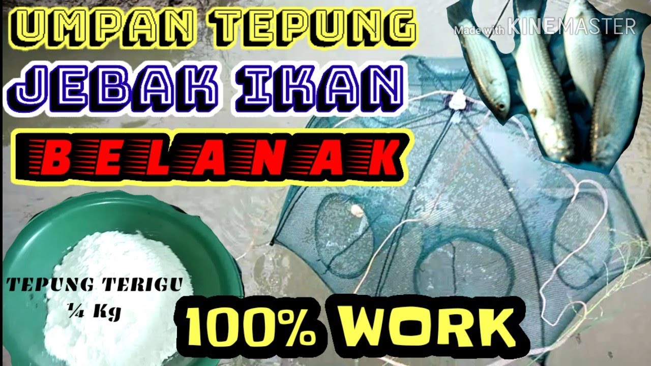 MEMANCING DENGAN UMPAN HANYA TEPUNG || JEBAK IKAN DENGAN JARING PAYUNG