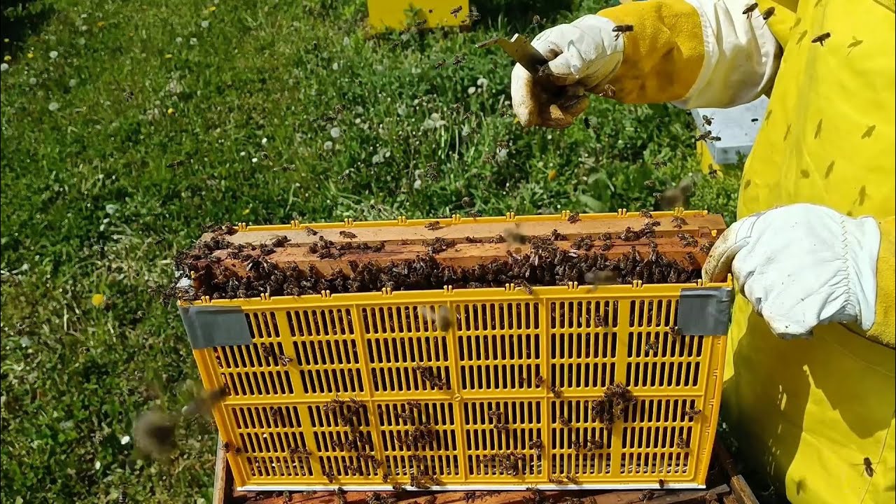 Nastavak kontrolirane proizvodnje matica 26.04.2023