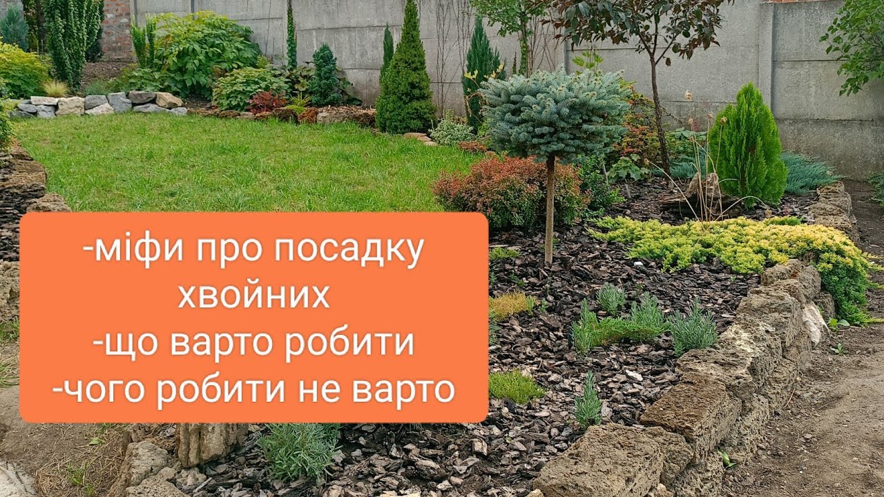 Як правильно садити хвойні? Зайві витрати і маніпуляції.