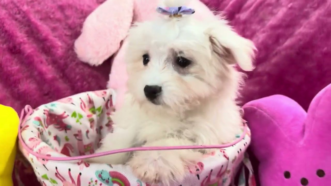Zoe F Maltese video 2-19-26