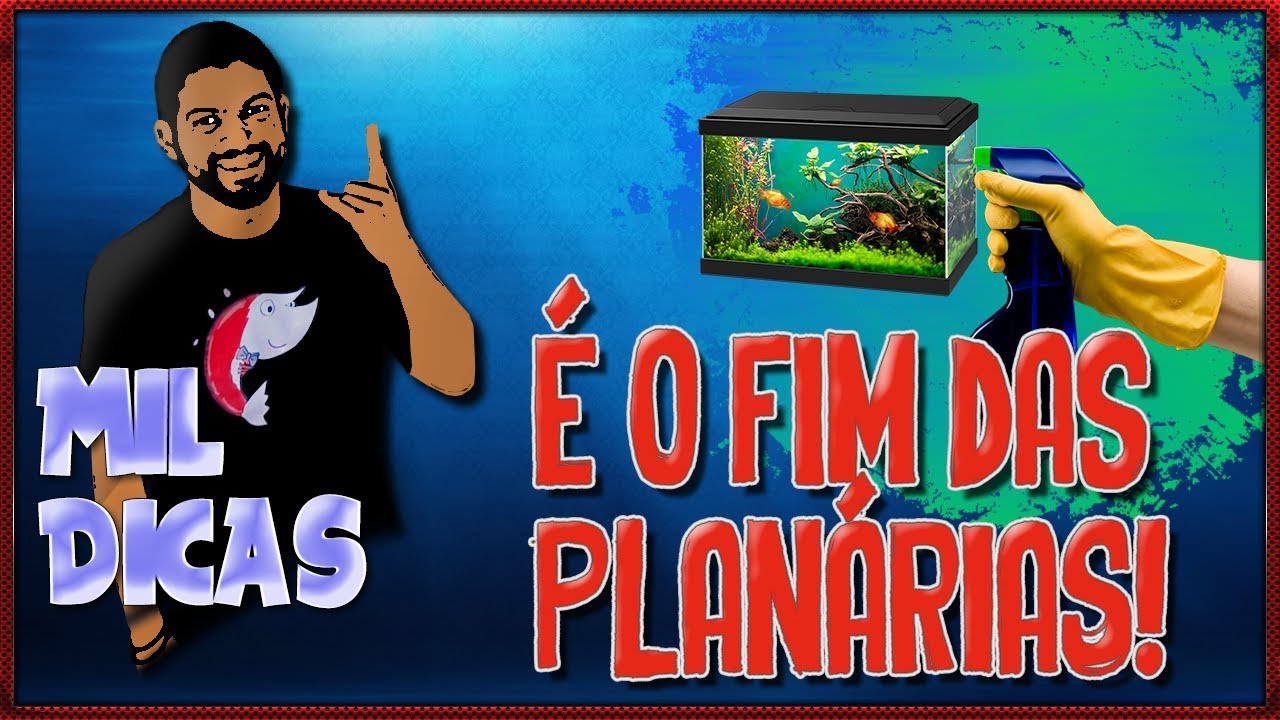 COMO ELIMINAR PLANÁRIAS E HIDRAS DO SEU AQUÁRIO!