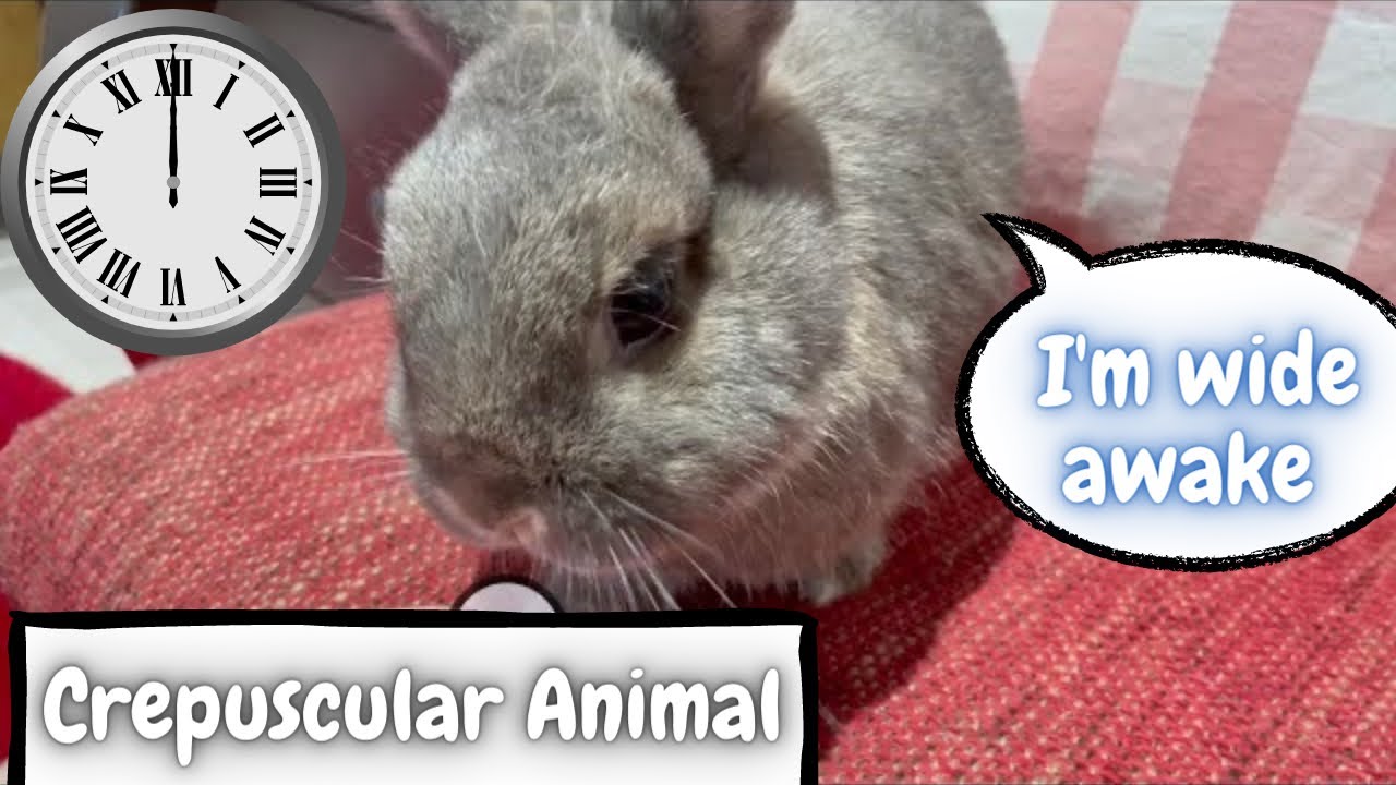 Our Bunnies Are Very Active At Night - Rabbit Sleep Habbit
