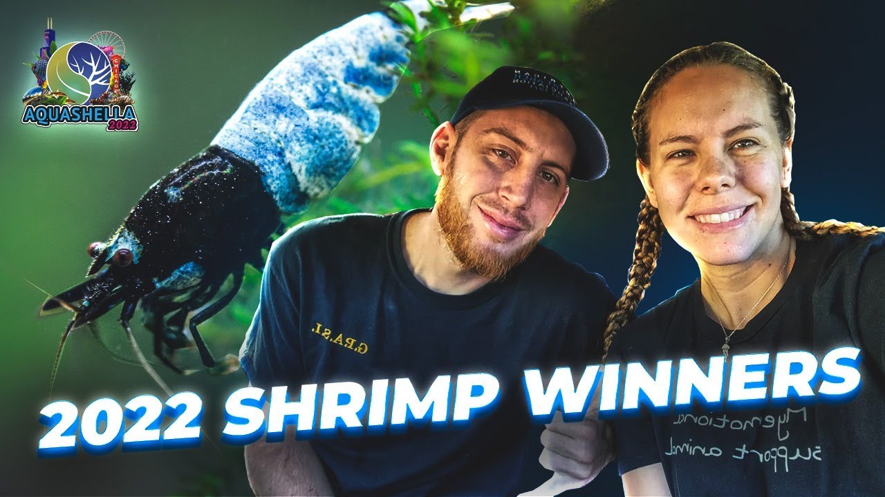 WINNERS of the American Shrimp Contest [2022]