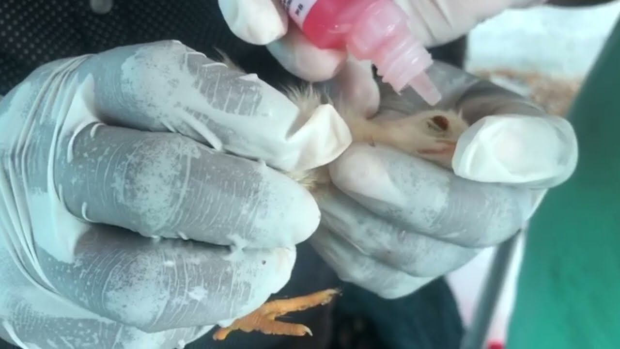 GTPN TRADERS | GTPN FARM 🐣 F1 Vaccine for 300+ Chicks 🐣