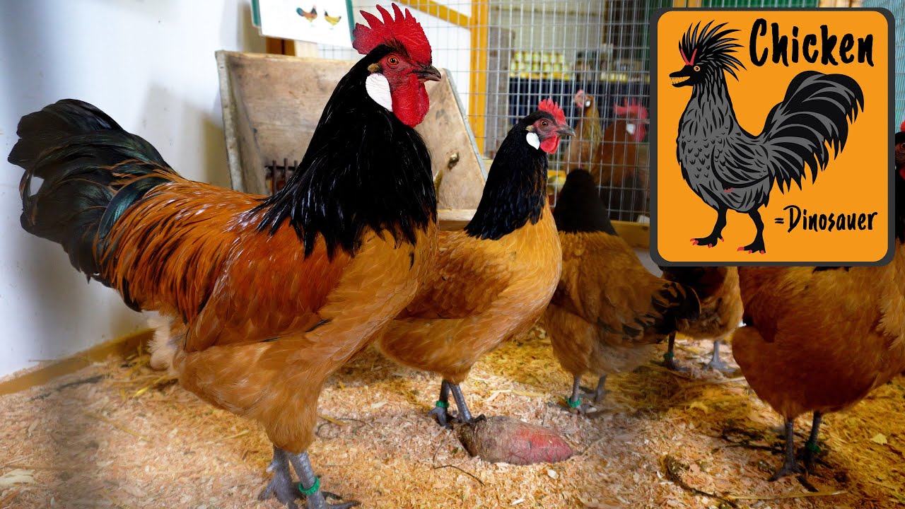 Vorwerk Chicken 🐓 Breed & Story of their origin
