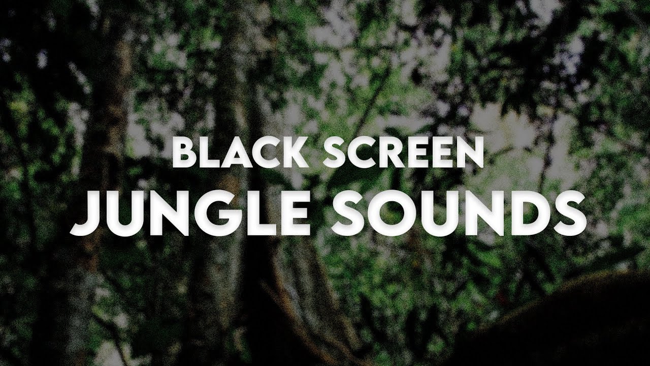 12 HOURS OF JUNGLE SOUNDS | BLACK SCREEN | SLEEP & RELAXATION