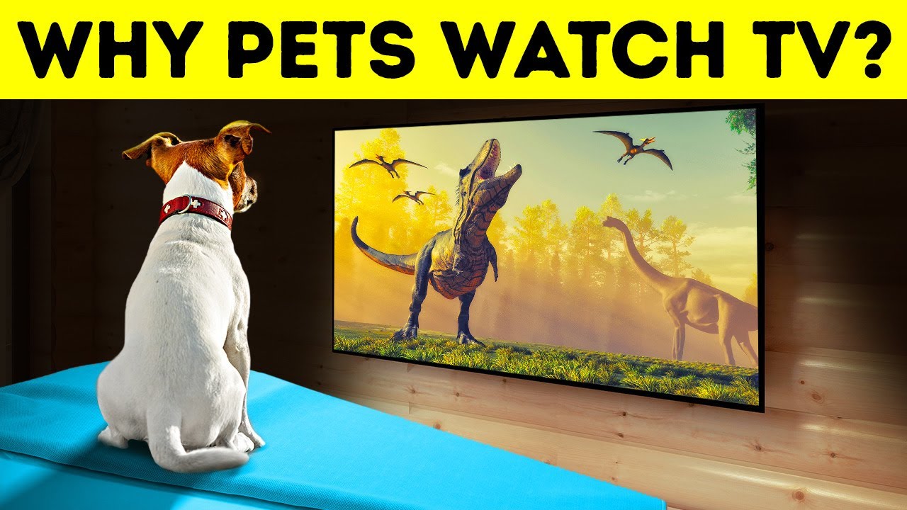 Do Dogs and Cats Really Watch TV