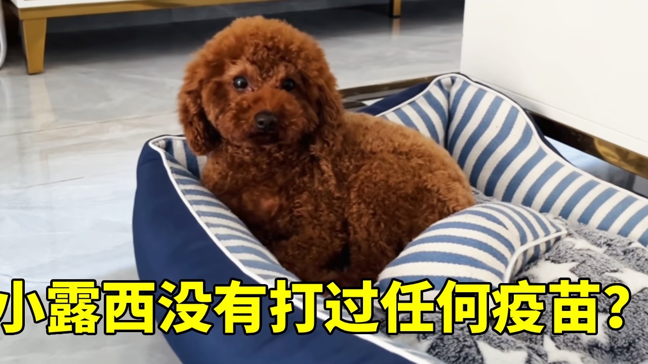 前主人不关心小露西，任何疫苗都没打过，接下来要为她陆续检查身体看病【红茶朱古力生活日记】