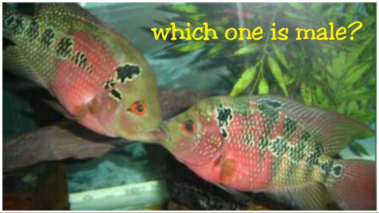 TUTORIAL how to identify gender flowerhorn [REVISION]
