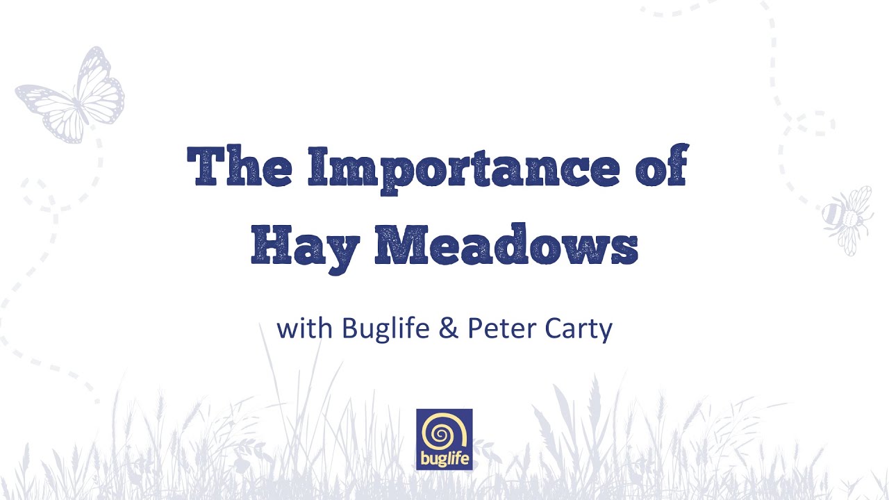 The Importance of Hay Meadows