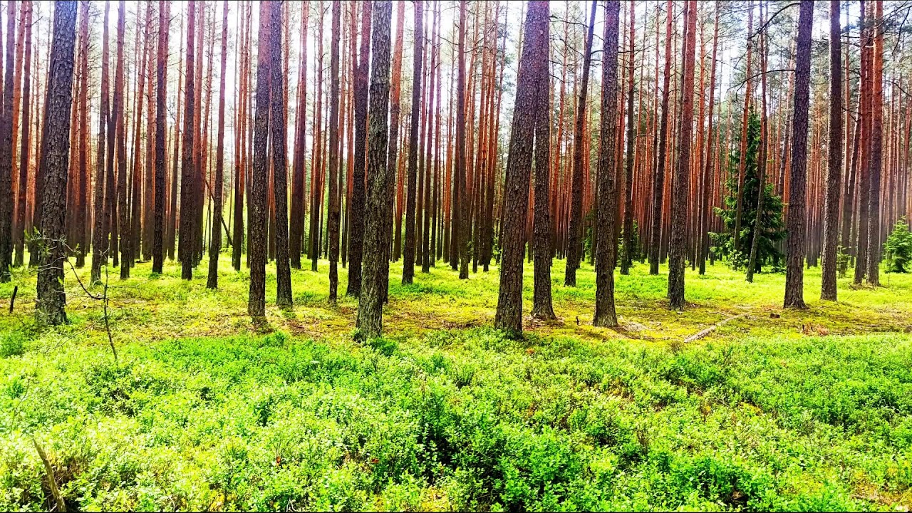 Целебные звуки природы 🌿 Внутреннее спокойствие и безмятежность 🌿 Пение лесных птиц