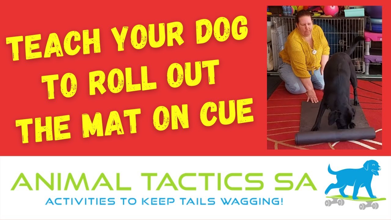 Teach your dog to Roll Out The Mat On Cue. Advanced, Level 2