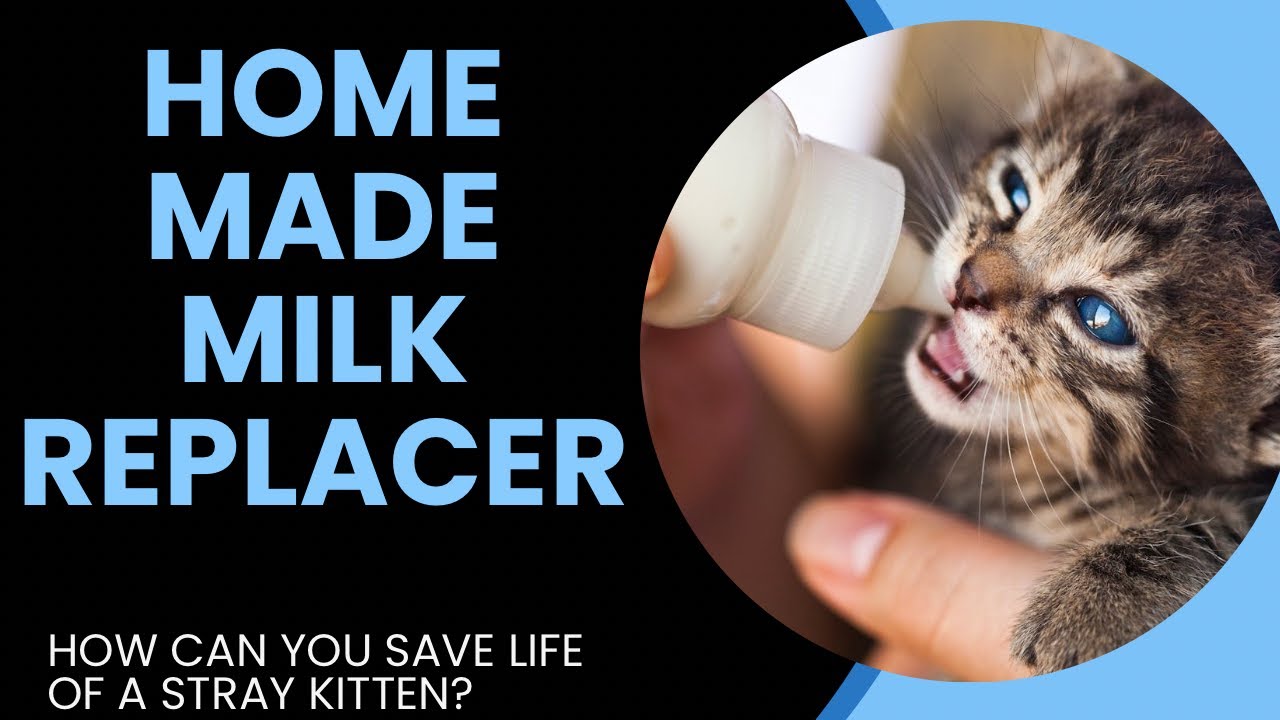 How to Make Homemade Milk Replacer  | Which milk is good for kittens? | Tame And Wild