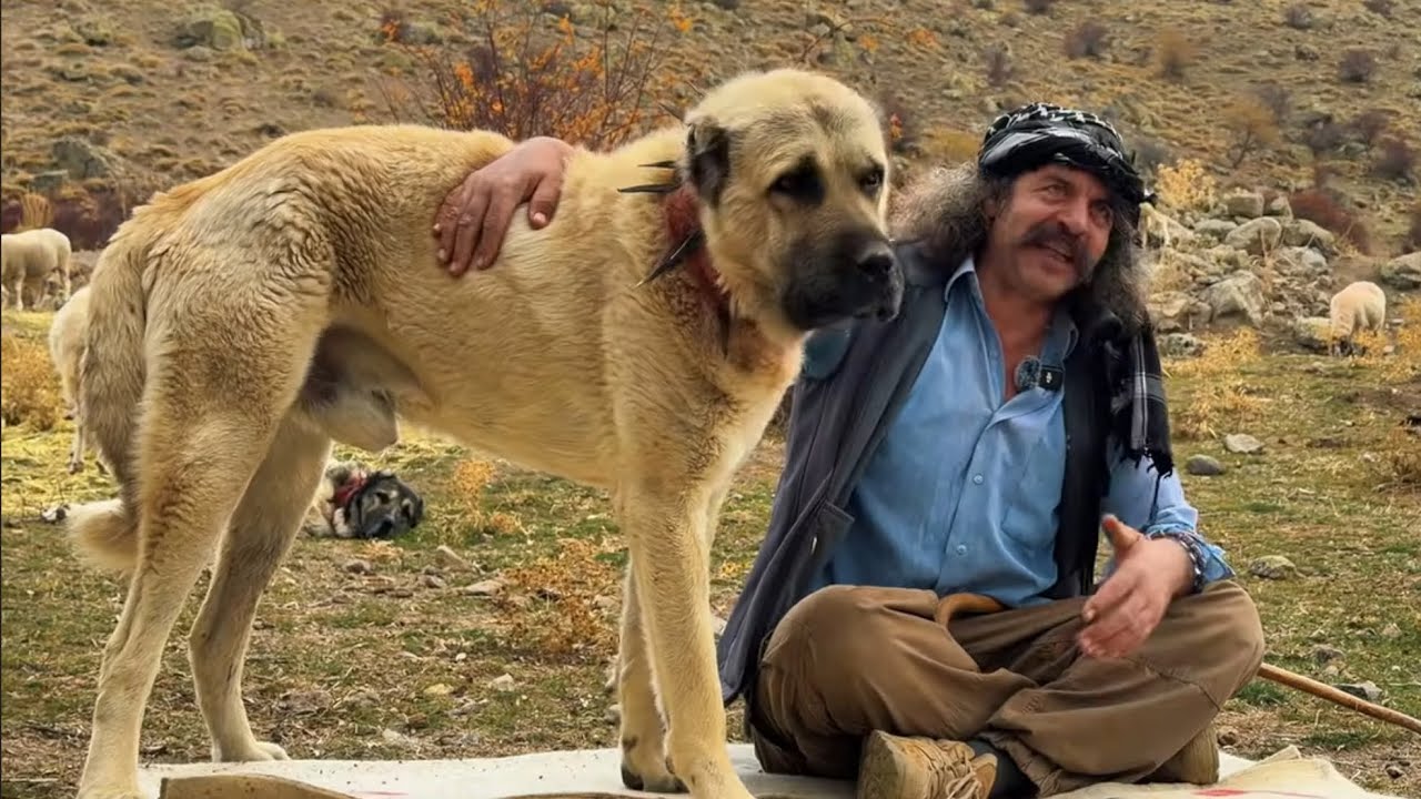 PALA DAYI’NIN Efsane Kangalları | Harika Sürü Köpekleri @paladayivegardaşlari  