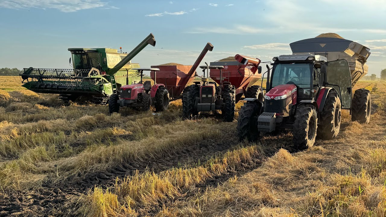 Seguimos firme na colheita do #arroz! Colhedeiras 7500 e 1175 no rotor duplo no pega