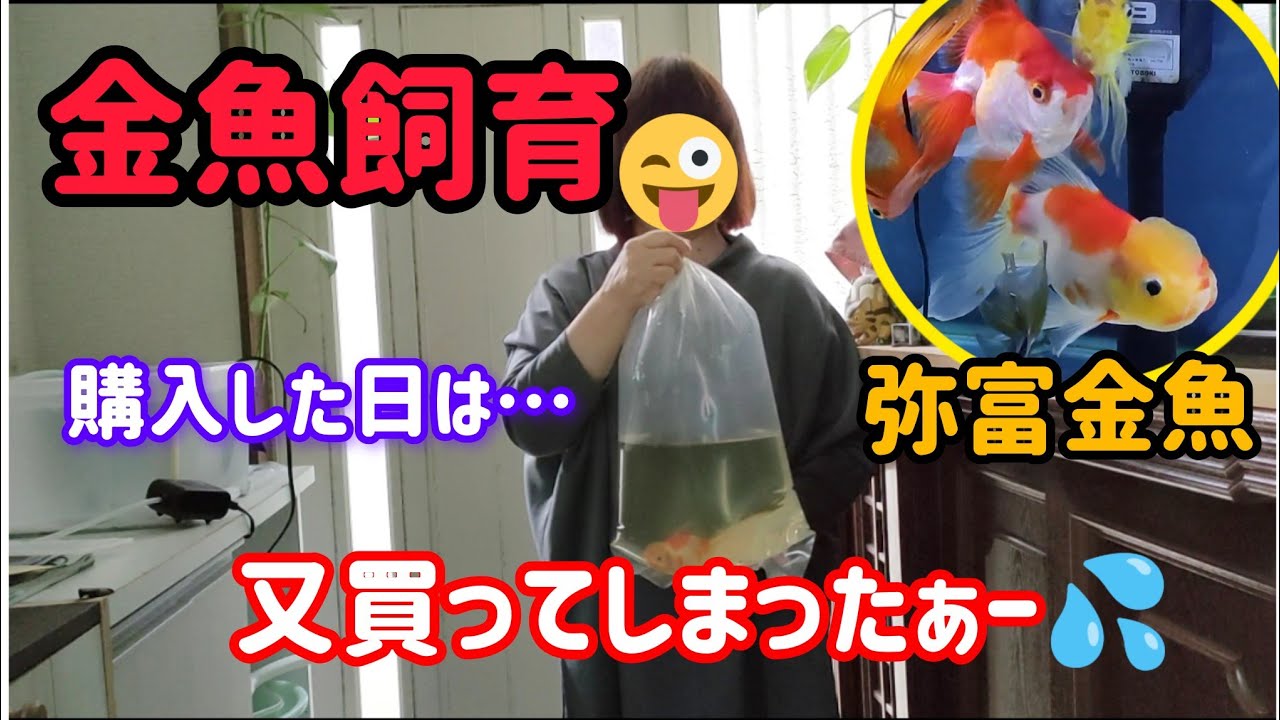 [金魚]　又お迎えしちゃいました!!　弥富金魚　90㌢スリム水槽レイアウトも変更…　#goidfish 
