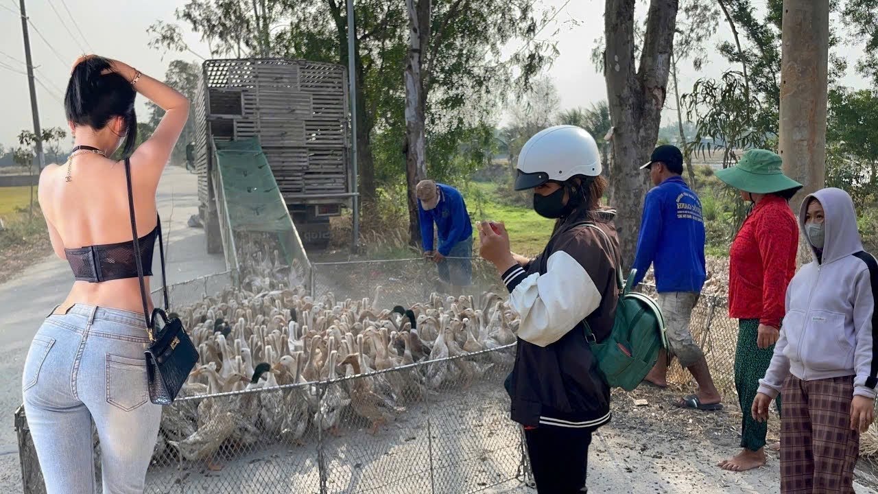 Full Video : Village Duck Farming by Boat & Truck Earns Billions Monthly - Smart Rural Business! Vịt