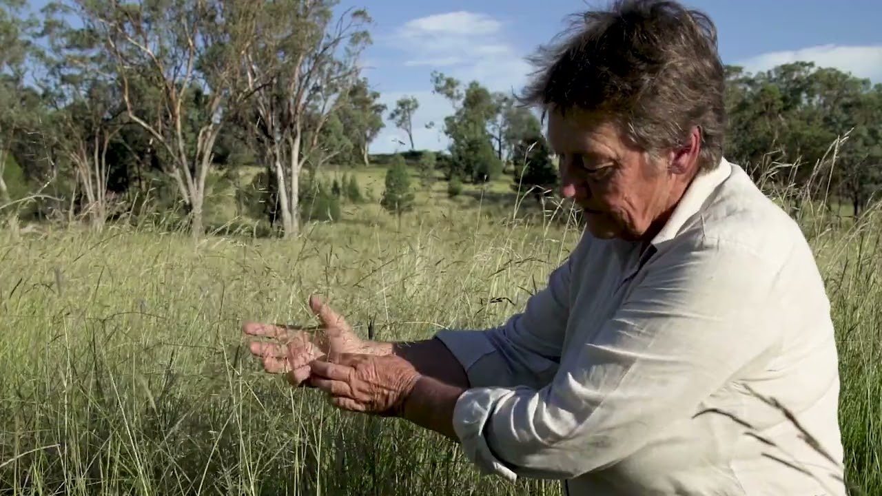 Identifying Paddock lovegrass (Eragrostis leptostachya) with Dr Judi Earl