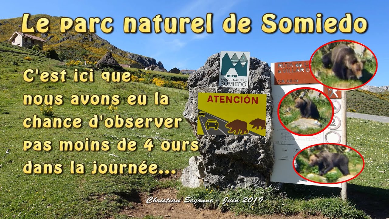 4 Ours observés dans le Parc de Somiedo (Asturies) un grand moment...