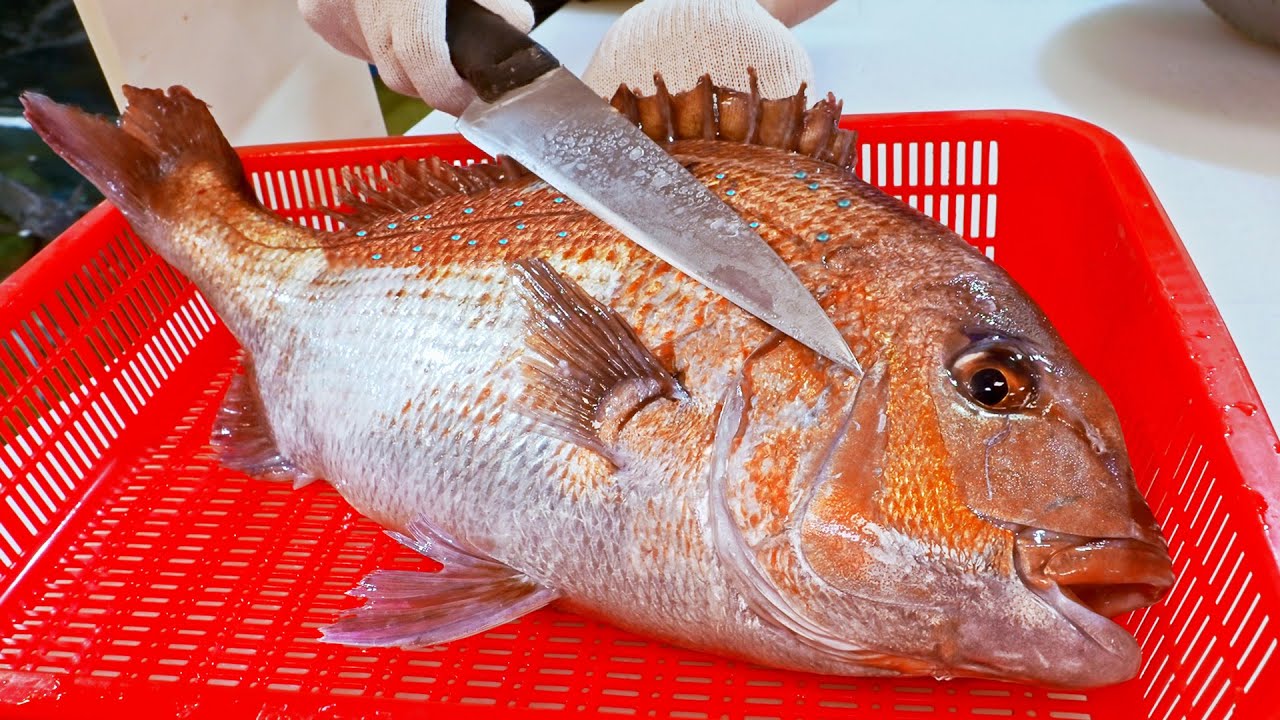 Amazing！Huge Red Seabream Cutting Skills, Luxurious Fish Sashimi, Spicy Fish Soup/最豪華！嘉臘魚切割技能, 一魚三吃