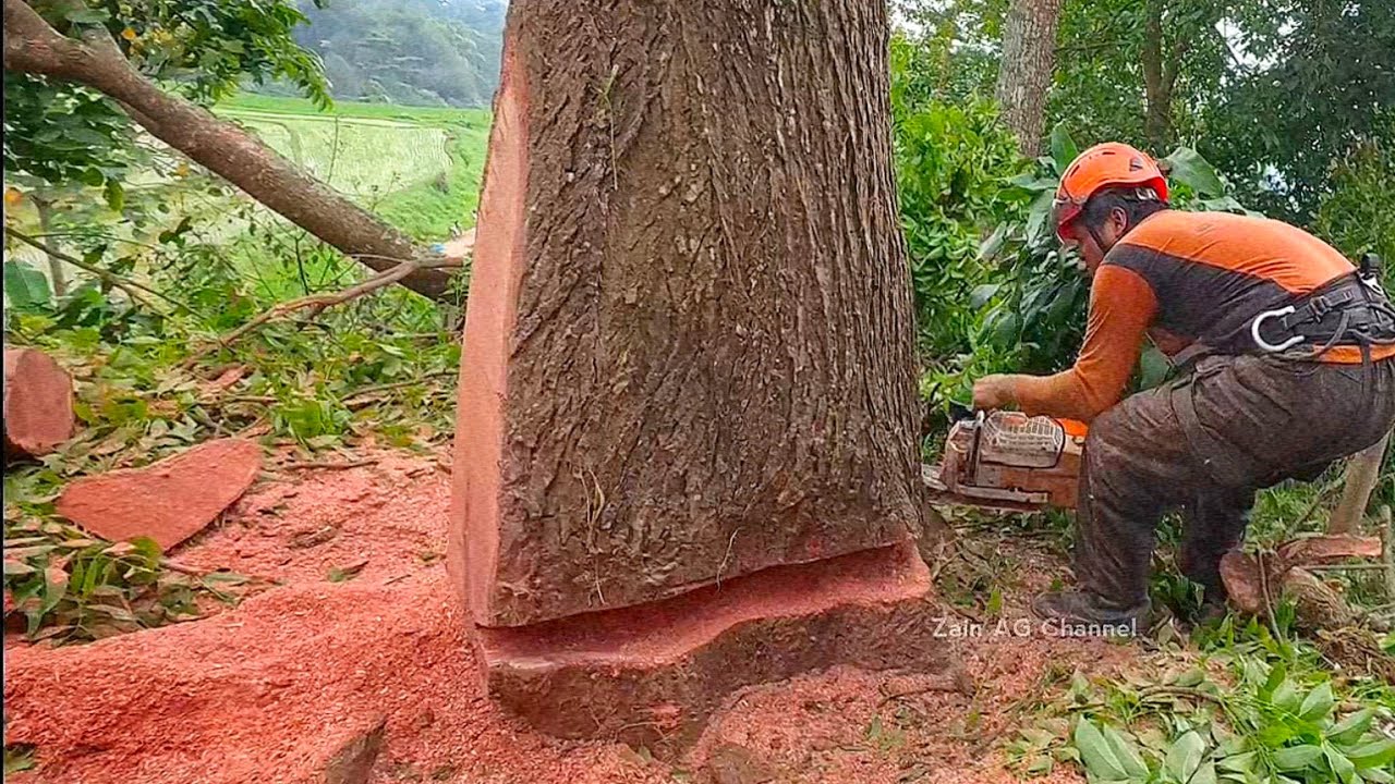 Красивые ‼️красные деревья красного дерева на холодных склонах гор