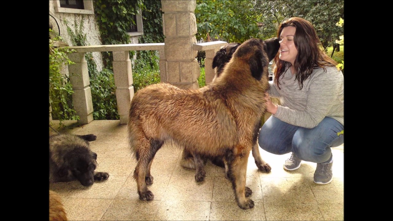Beautiful dogs and wonderful cuddles @ Cabeço do Seixo