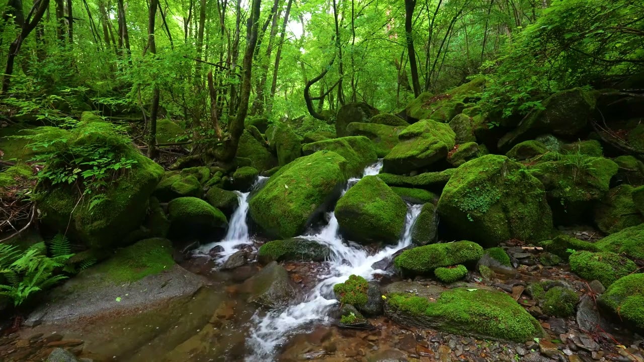 Mountain Stream, Birds Chirping, Nature Sounds for Sleeping