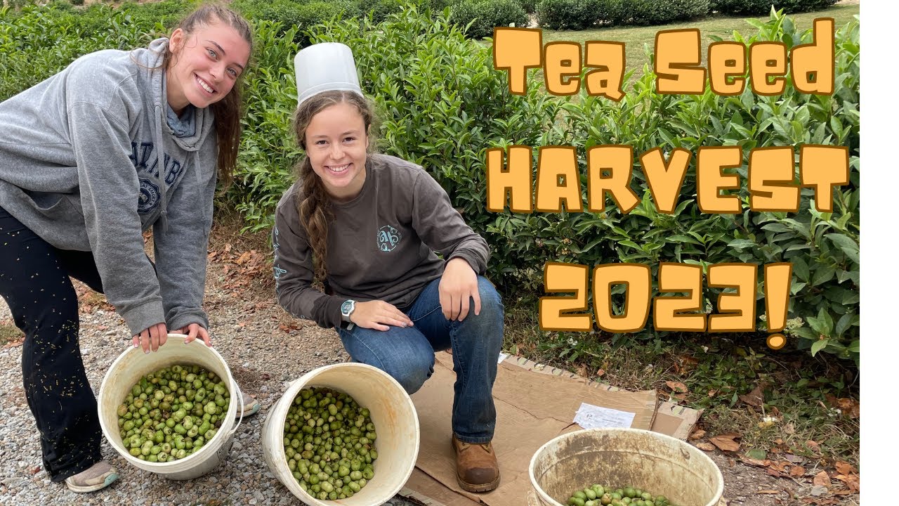Tea Seed Harvest 2023!  Grow your own tea Camellia sinensis