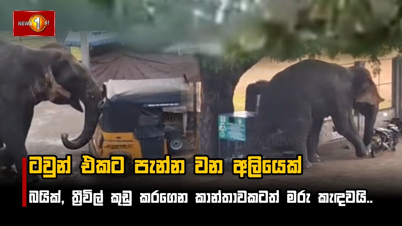 ටවුන් එකට පැන්න වන අලියෙක් බයික්, ත්‍රීවිල් කුඩු කරගෙන කාන්තාවකටත් මරු කැඳවයි..
