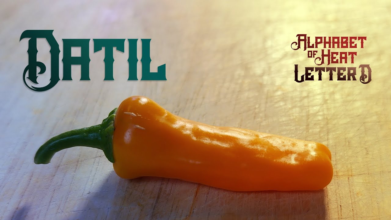 Datil - Florida's FAMOUS Chili Pepper - Can it live up to the HYPE?!  The Alphabet of Heat, Letter D