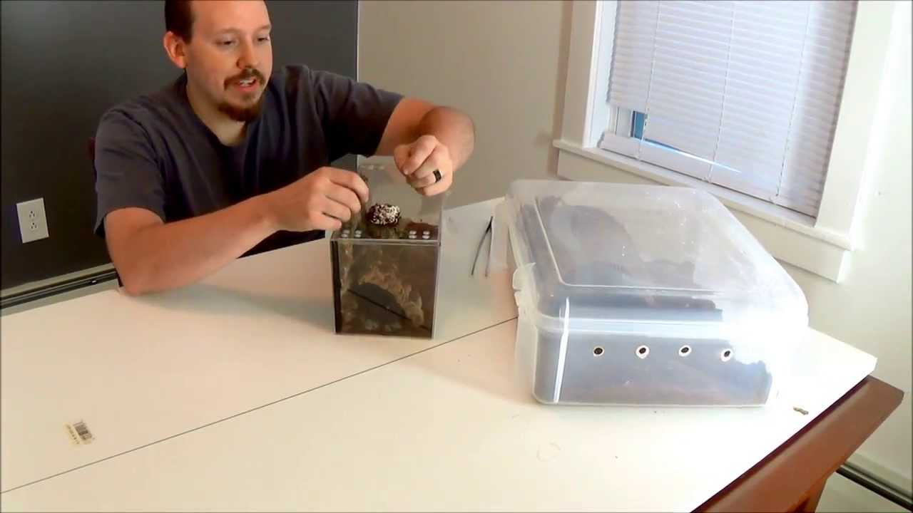 Tarantula Babies!!!!!