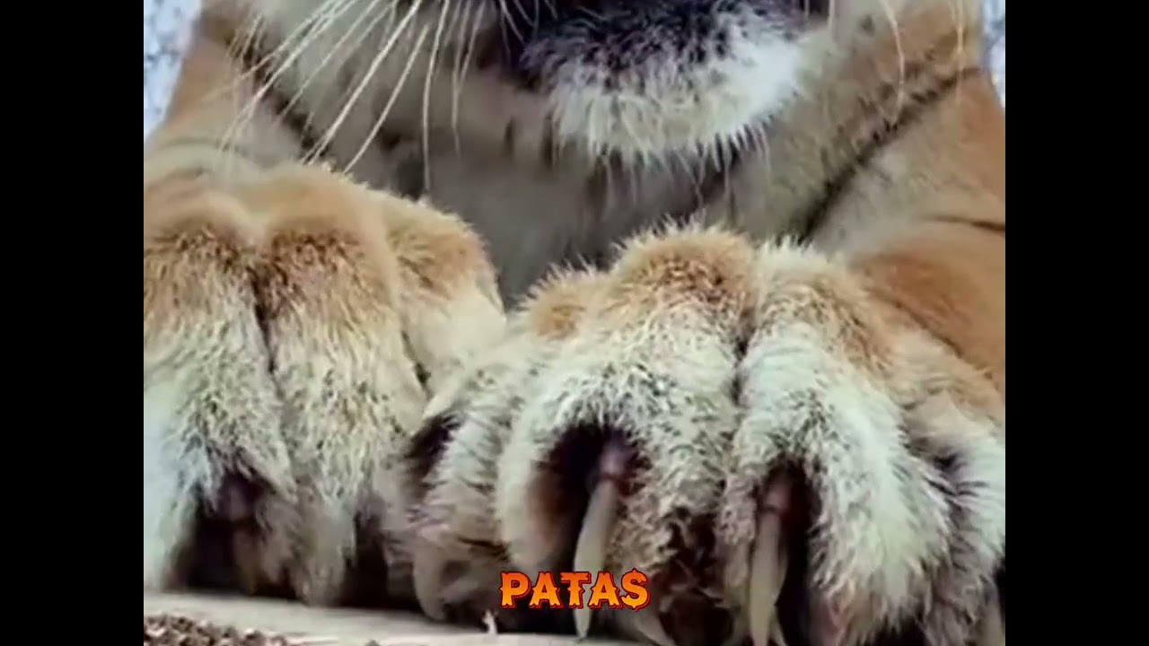 Sómbra mostra o tigre siberiano, o maior felino da planeta
