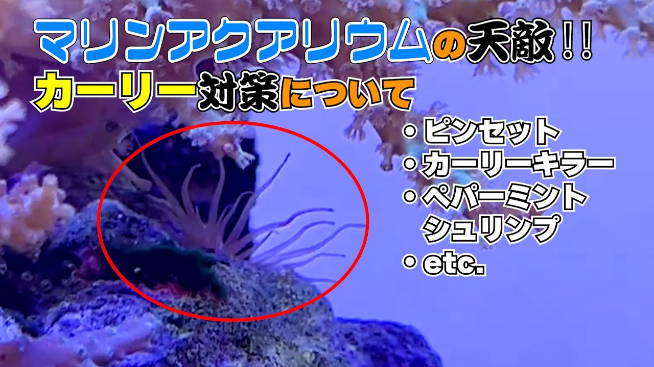 マリンアクアリウムの天敵、カーリーの撃退法について