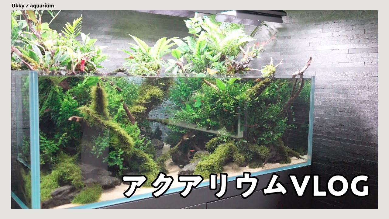 ADA水槽を見に、すみだ水族館にお出かけした休日 #16【アクアリウム】VLOG