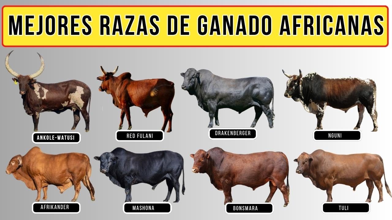 Mejores razas de ganado Africano: Ecotipos y razas vacunas del grupo Sanga.