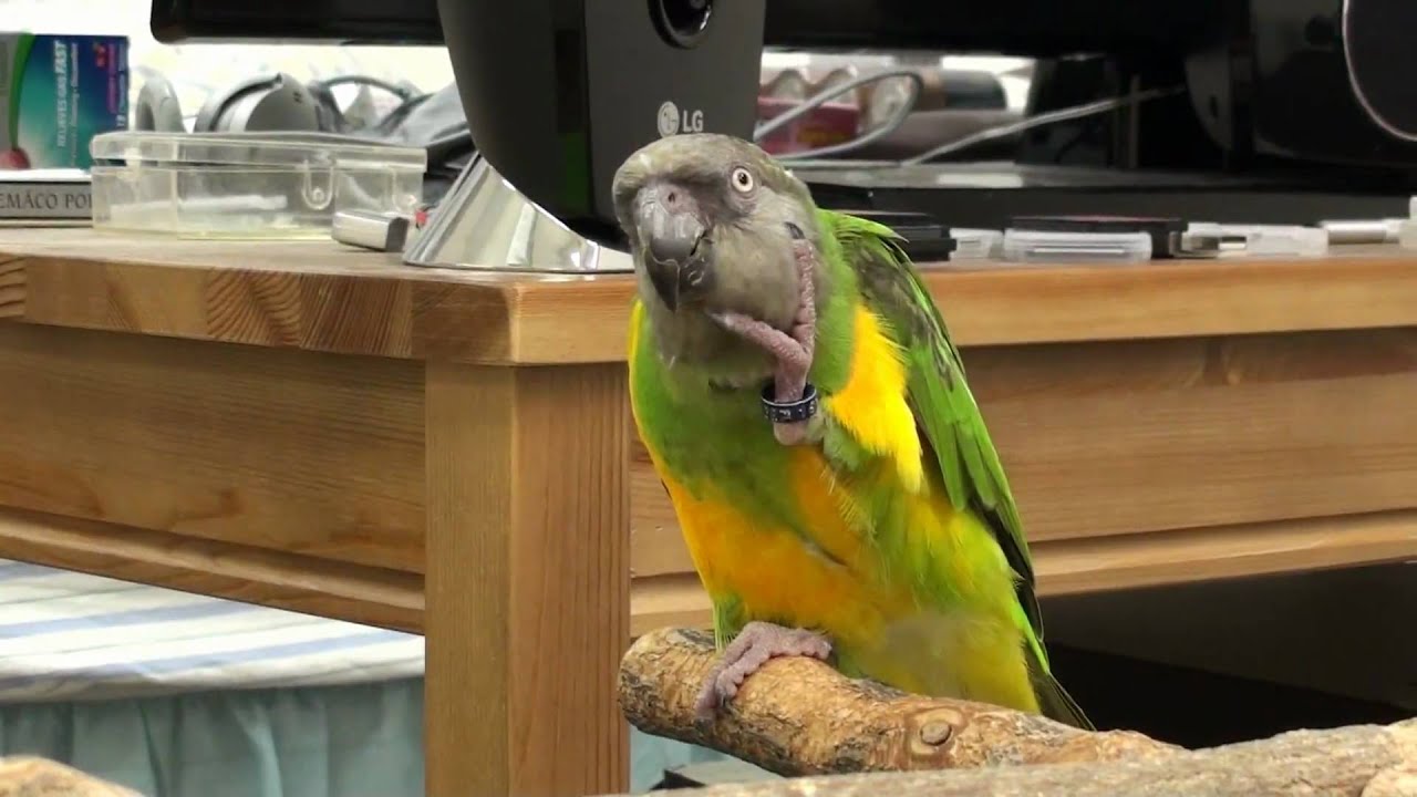 Kili Senegal Parrot - Petting Herself