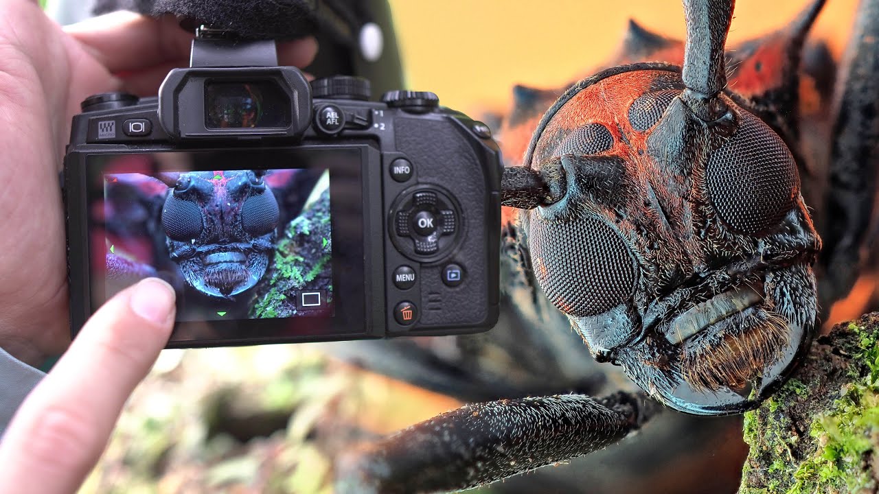 Fotografía MACRO utilizando técnica de Apilado