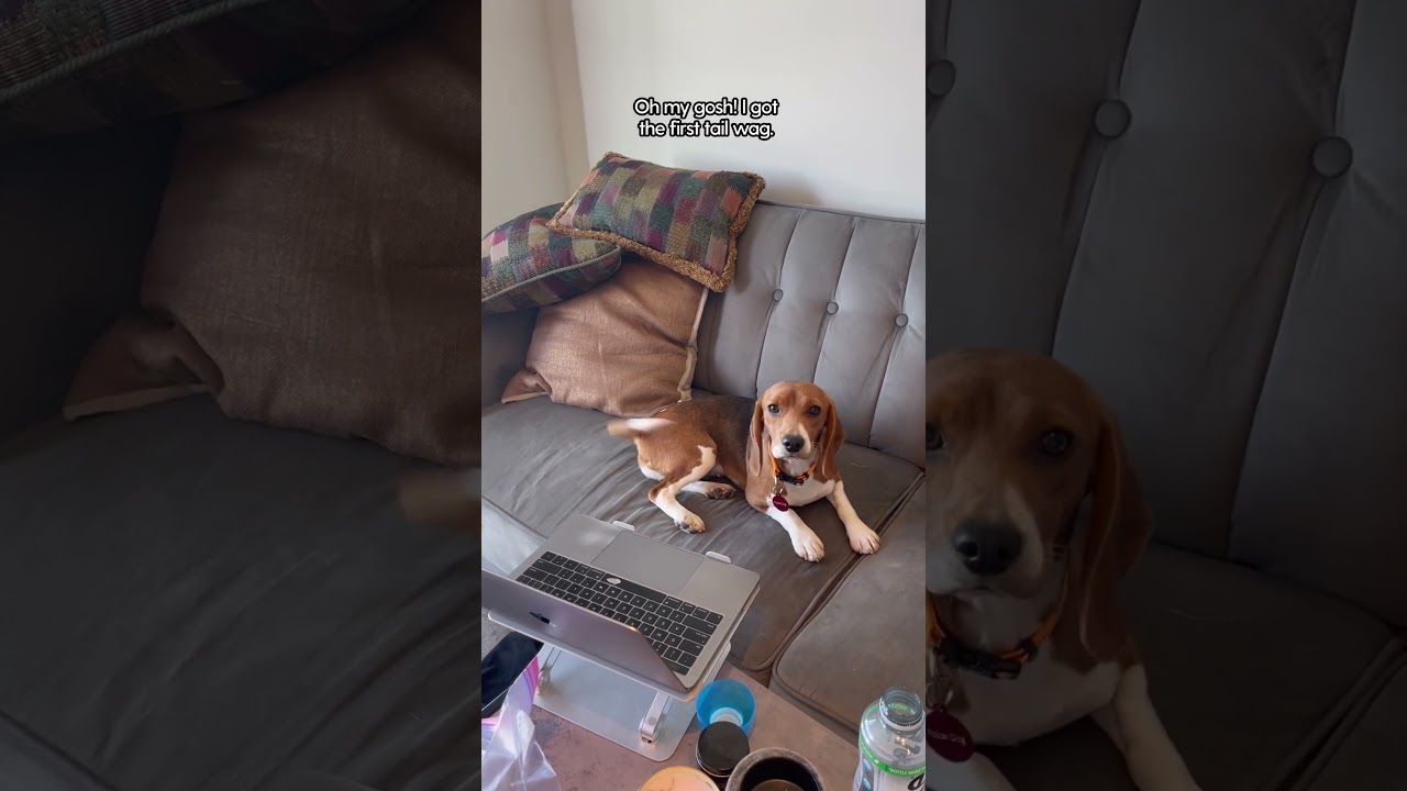 Beagle Rescued From A Lab Is So Playful Now | The Dodo