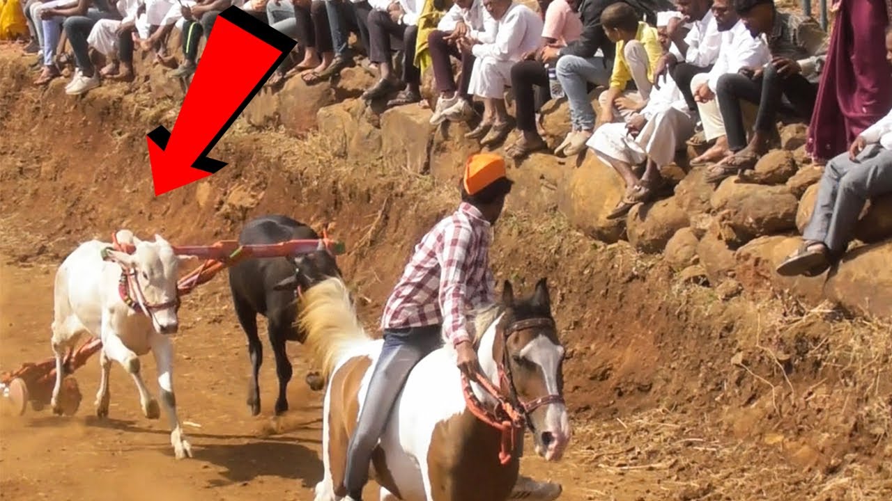 या घाटात भीमानी नाद केला | #khillar #khillarcow 
