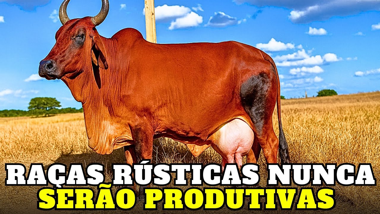 O PARADOXO da Rusticidade 