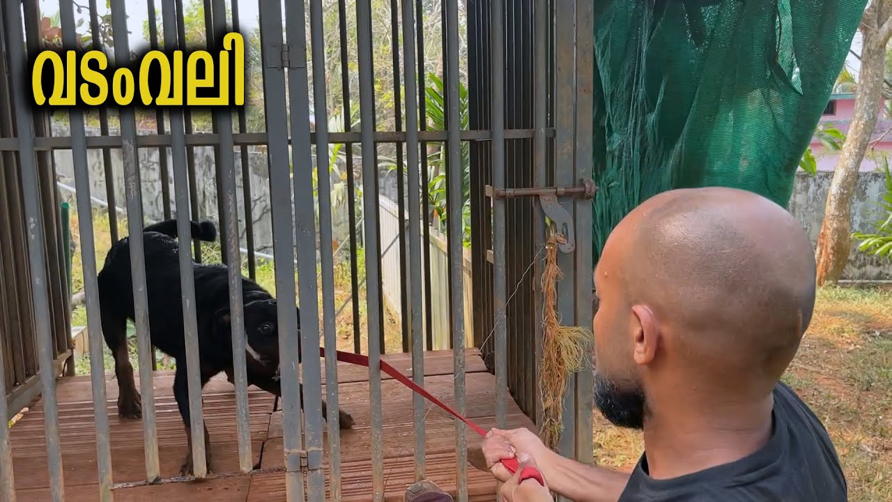 Dogged Rottweiler || Leonardo Voila